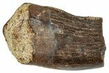 Serrated Tyrannosaur Partial Tooth - Judith River Formation #276406-1